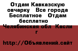 Отдам Кавказскую овчарку - Все города Бесплатное » Отдам бесплатно   . Челябинская обл.,Касли г.